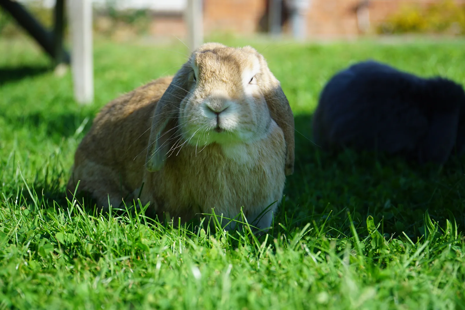 Een konijn bij Bunny B&B