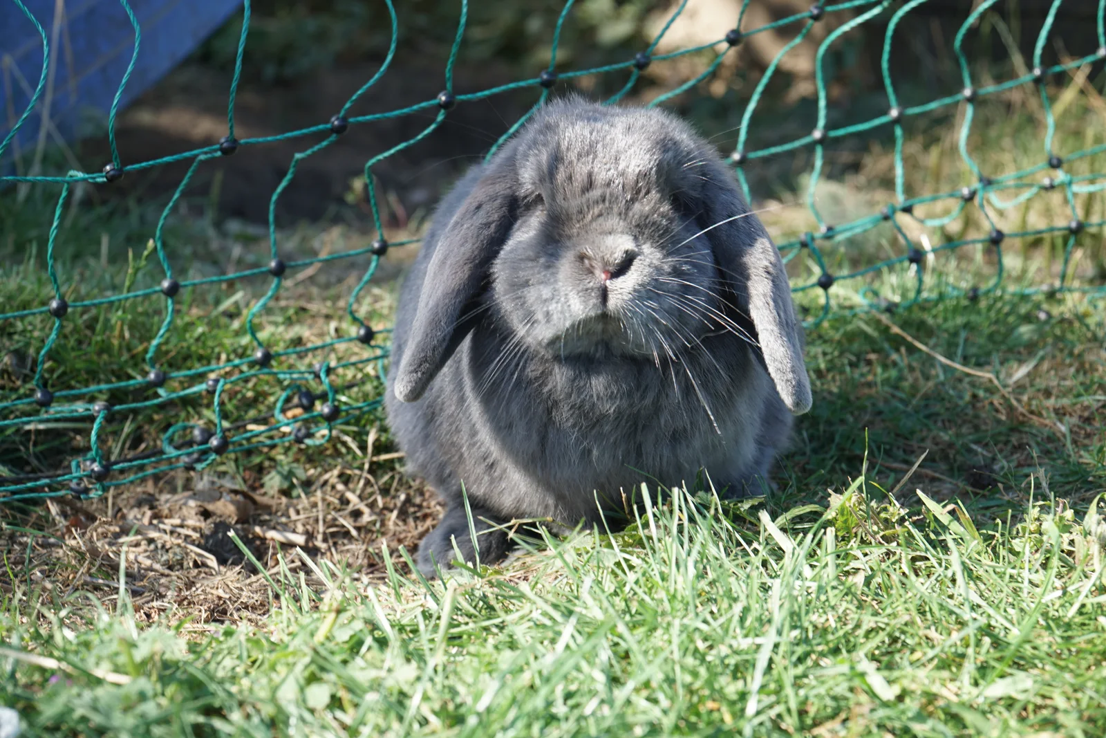 Konijn bij Bunny B&B — foto 1