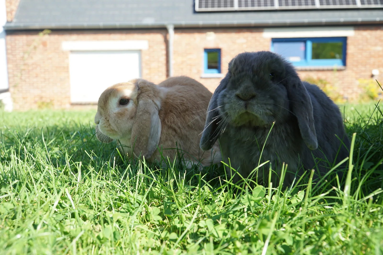 Konijn bij Bunny B&B — foto 2