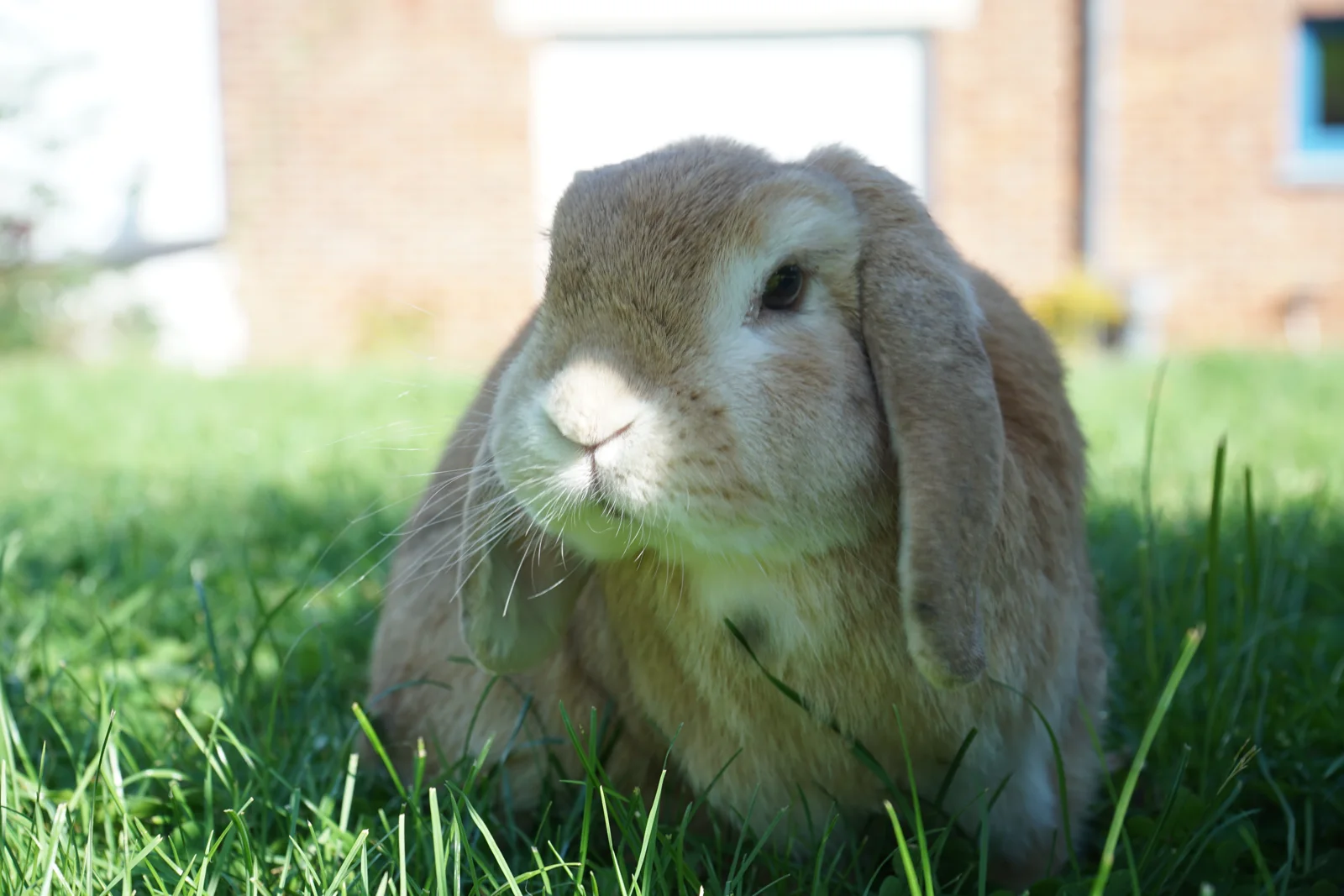 Konijn bij Bunny B&B — foto 3