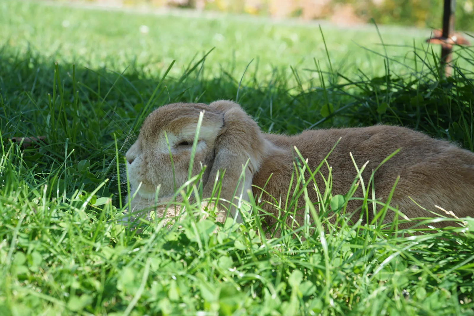 Konijn bij Bunny B&B — foto 4