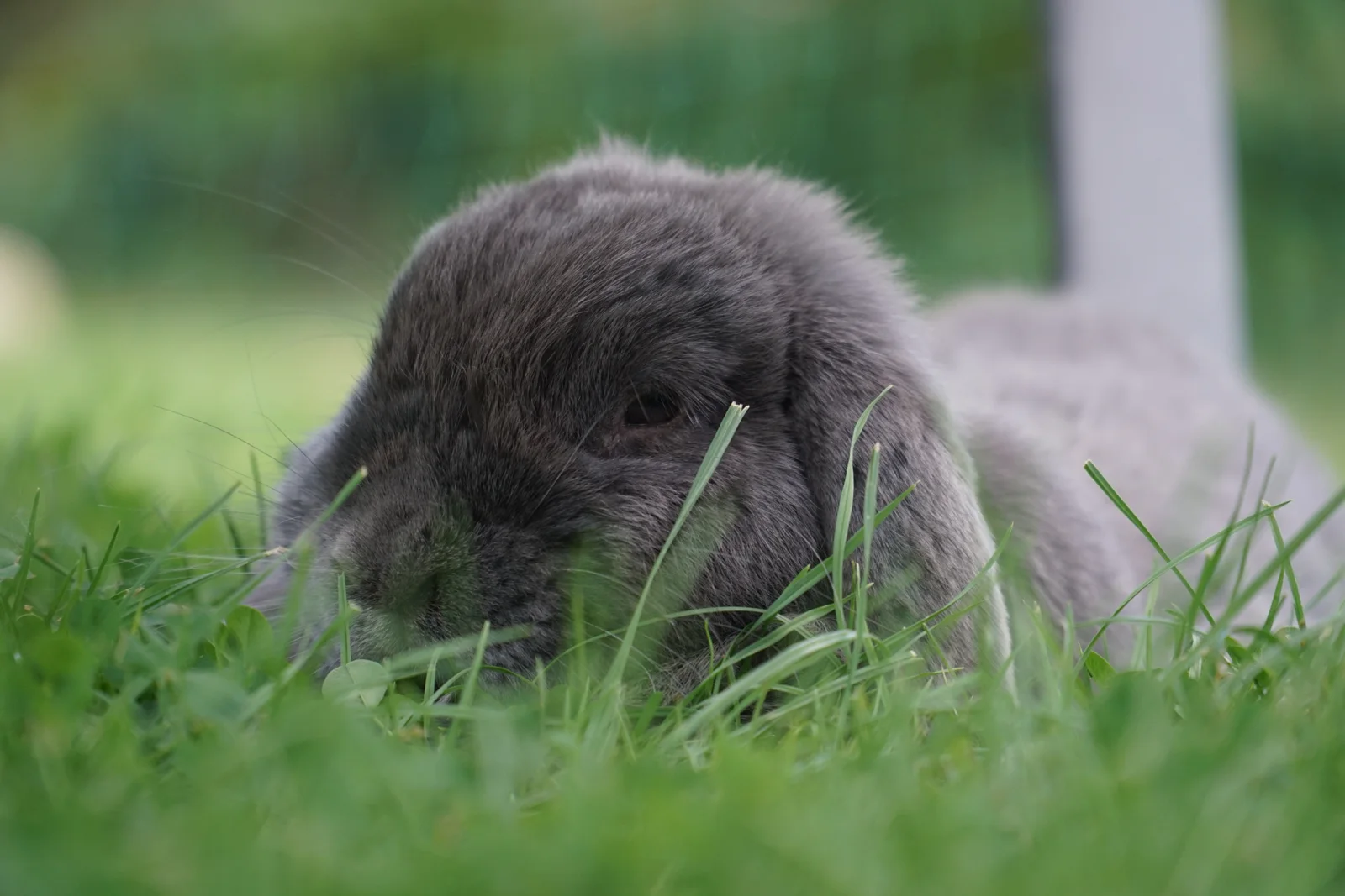 Konijn bij Bunny B&B — foto 5