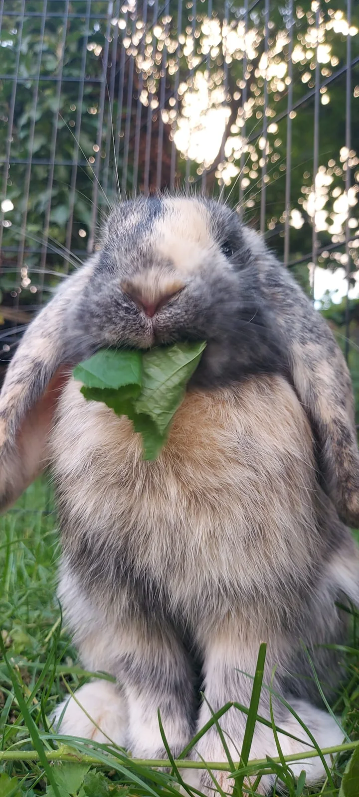 Hangoor die buiten een groen blaadje eet